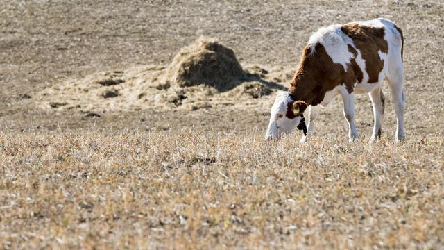 Des périodes de sécheresse répétées attendent la Suisse dans les prochaines années. [Keystone - Jean-Christophe Bott]