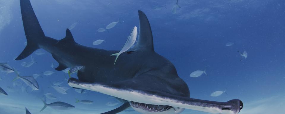 Un requin marteau et sa forme très particulière.
Martin
Fotolia [Martin]