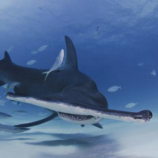 Un requin marteau et sa forme très particulière.
Martin
Fotolia [Martin]