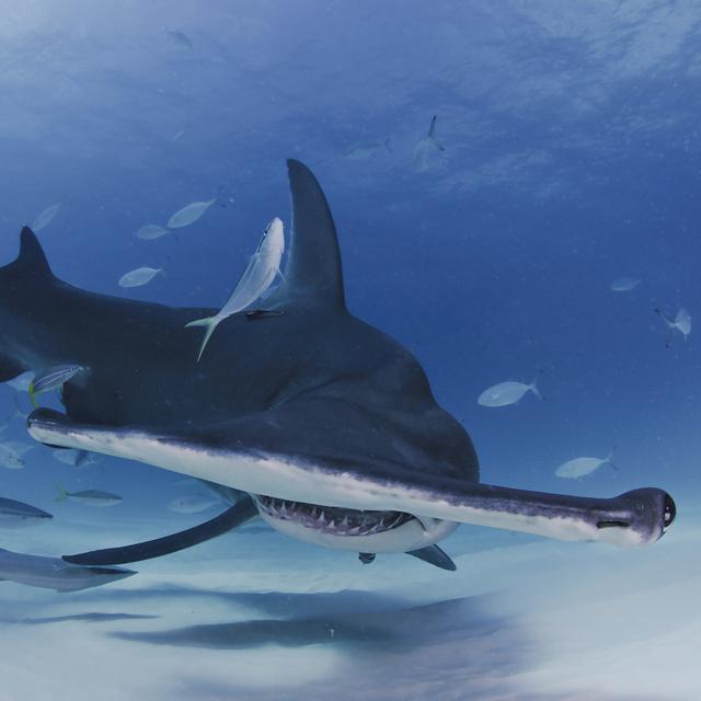 Un requin marteau et sa forme très particulière.
Martin
Fotolia [Martin]