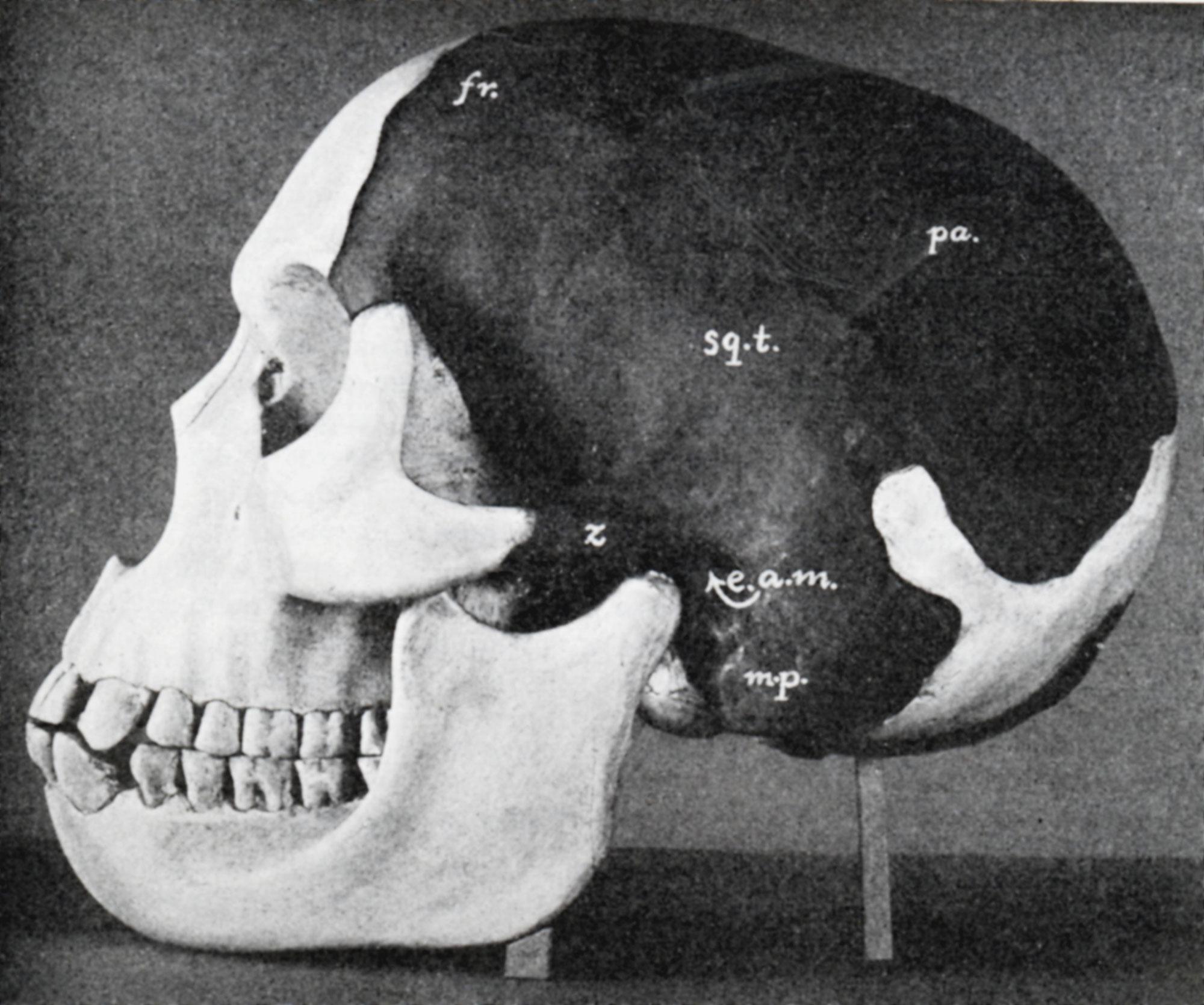 Modèle du crâne d'homme de Piltdown. [Photo12/AFP - Ann Ronan Picture Library]