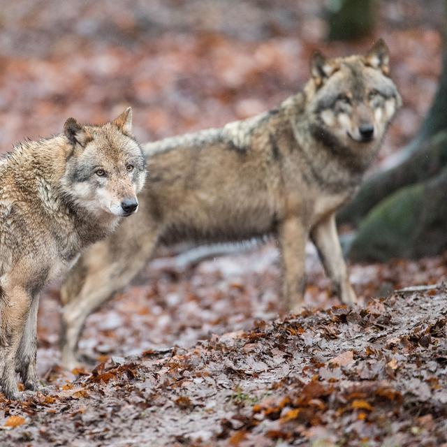 Des loups photographiés en Allemagne en novembre 2017. (Image d'illustration) [DPA/Keystone - Lino Mirgeler]