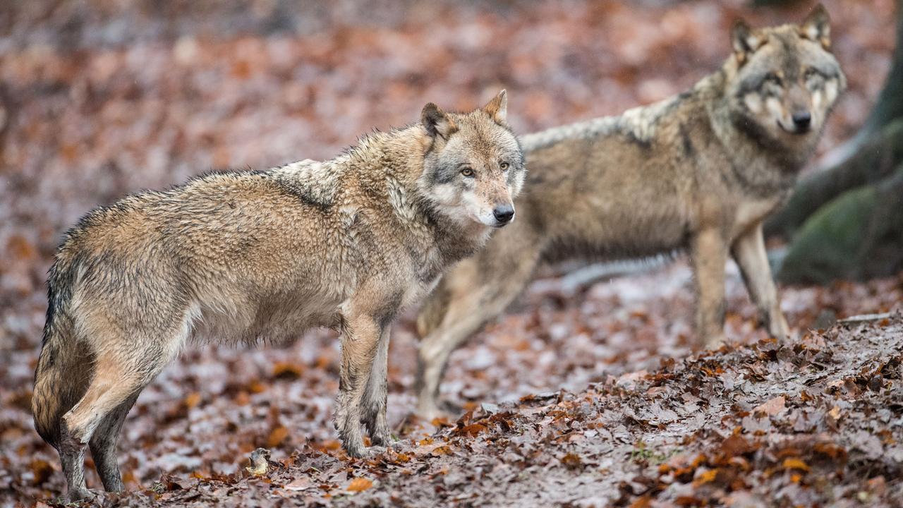 Des loups photographiés en Allemagne en novembre 2017. (Image d'illustration) [DPA/Keystone - Lino Mirgeler]
