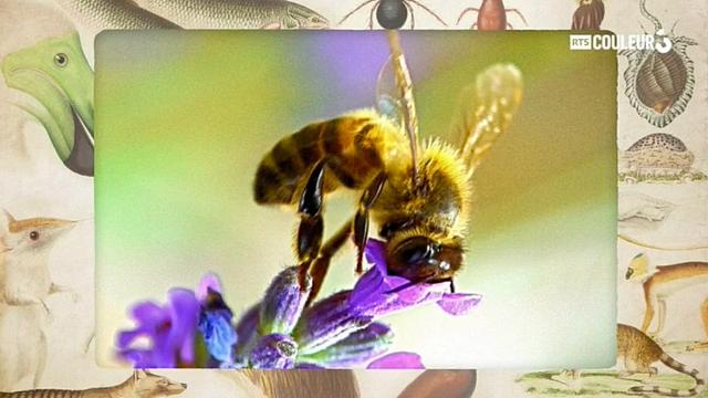 Coitus Animalus - L'abeille