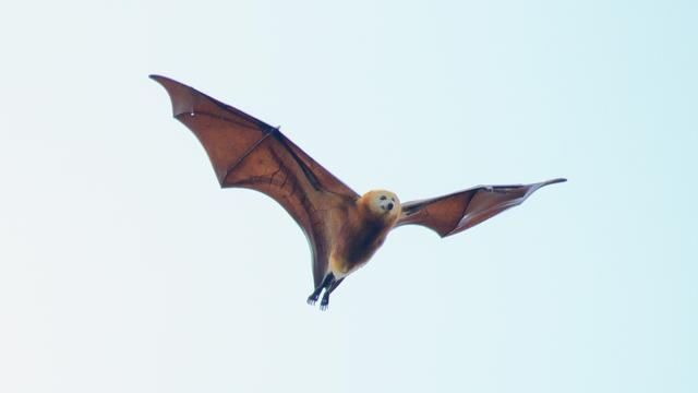 La population du Renard volant de Maurice a diminué d'environ 50% entre 2015 et 2016, en grande partie à cause d'une campagne d'abattage initiée par le gouvernement mauricien.