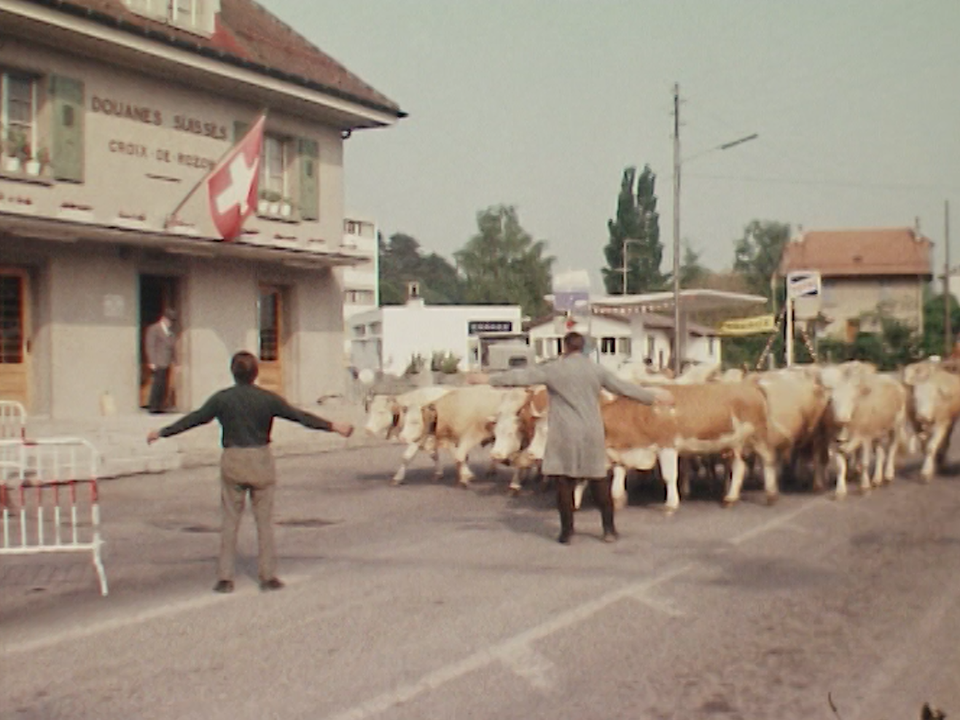 Un troupeau de vaches s'apprête à franchir la douane entre la Suisse et la France lors de l'inalpe, 1975. [RTS]