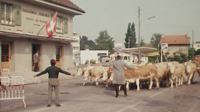 Un troupeau de vaches s'apprête à franchir la douane entre la Suisse et la France lors de l'inalpe, 1975. [RTS]