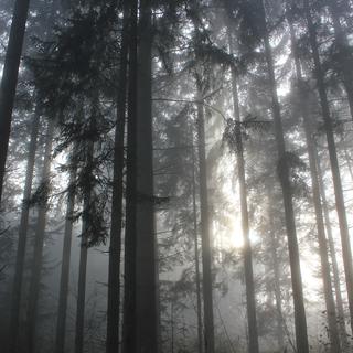 Réchauffement climatique oblige, les forêts protectrices suisses pourraient voir leur essences changer. [cyberyann41/flickr.com]