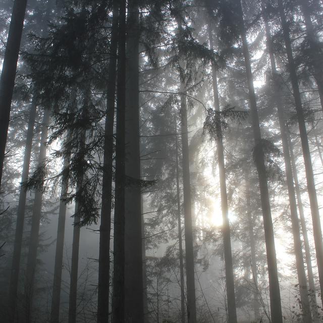 Réchauffement climatique oblige, les forêts protectrices suisses pourraient voir leur essences changer. [cyberyann41/flickr.com]