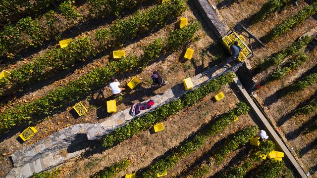 Le réchauffement climatique pourrait bouleverser la viticulture. [Keystone - Valentin Flauraud]