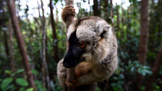 Les lémuriens sont une espèce emblématique de l'île de Madagascar. [AP/Keystone - Jérôme Delay]