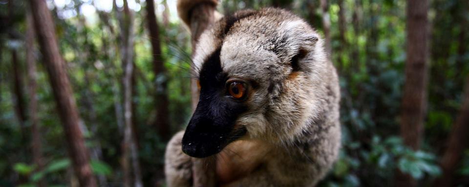 Les lémuriens sont une espèce emblématique de l'île de Madagascar. [AP/Keystone - Jérôme Delay]