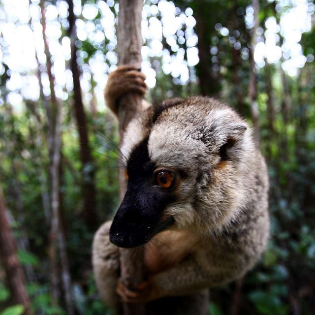 Les lémuriens sont une espèce emblématique de l'île de Madagascar. [AP/Keystone - Jérôme Delay]