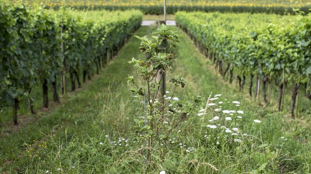 Le passage de la grêle est, pour les viticulteurs, synonyme d'une dose de travail supplémentaire. [Keystone - Alexandra Wey]