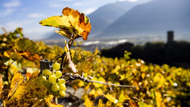 Une vue sur une grappe de raisin pendant les vendanges à Saillon (VS) (image d'illustration). [Keystone - Jean-Christophe Bott]