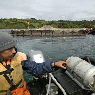 Exploitation de la multinationale Marine Harvest à Quillape, Chili (archives). [AFP - Martin Bernetti]