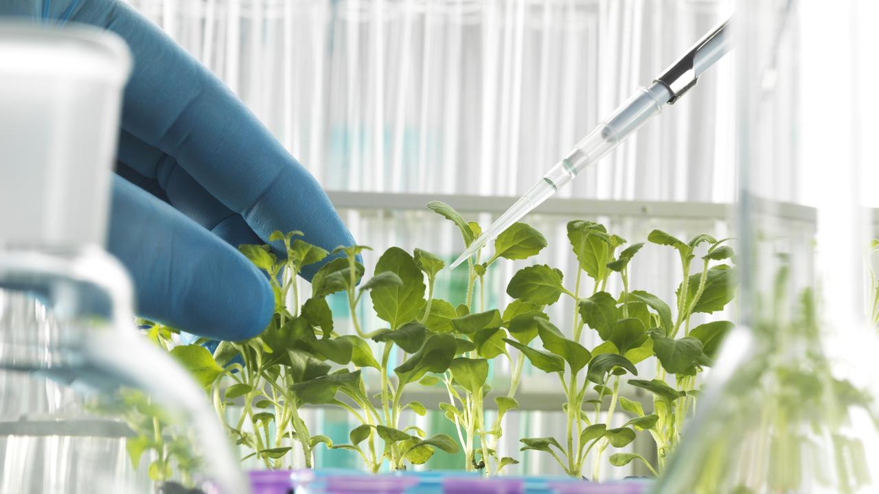 Les législations sur les organismes génétiquement modifiés font souvent l'objet de controverses (image d'illustration). [AFP]