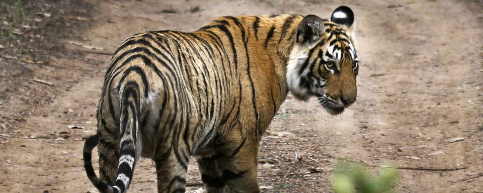 Il y aurait près de 4000 tigres en Inde. [AP - Satyajeet Singh Rathore]