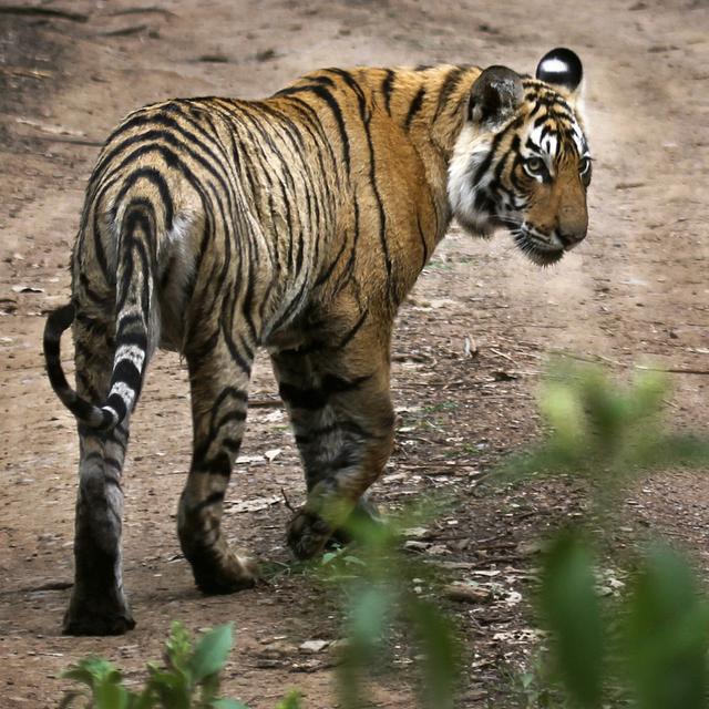 Il y aurait près de 4000 tigres en Inde. [AP - Satyajeet Singh Rathore]