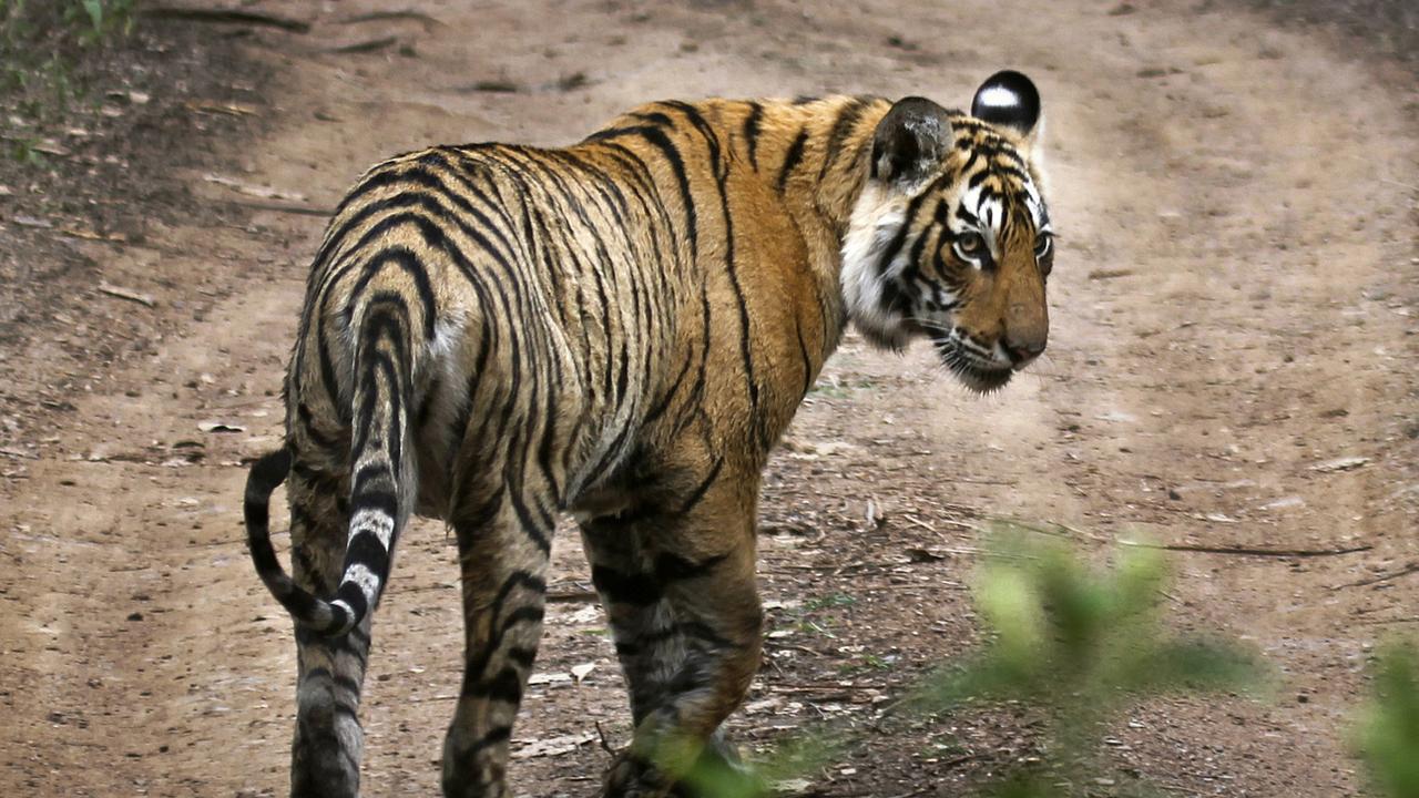 Il y aurait près de 4000 tigres en Inde. [AP - Satyajeet Singh Rathore]