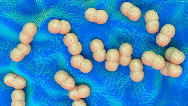 Une représentation 3D d'un groupe de bactéries du genre staphylococcus epidermidis. [AFP - RBB / Science Photo Library]