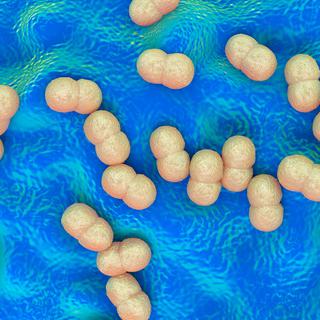 Une représentation 3D d'un groupe de bactéries du genre staphylococcus epidermidis. [AFP - RBB / Science Photo Library]