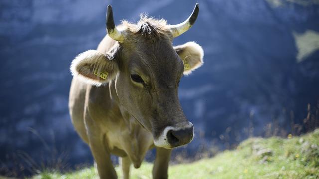 Une vache à Schwende, en Appenzell Rhodes-Intérieures. [keystone - Gian Ehrenzeller]