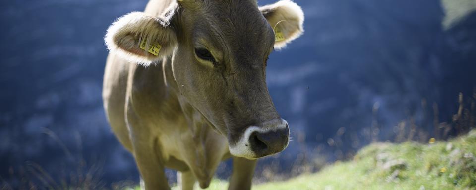 Une vache à Schwende, en Appenzell Rhodes-Intérieures. [keystone - Gian Ehrenzeller]