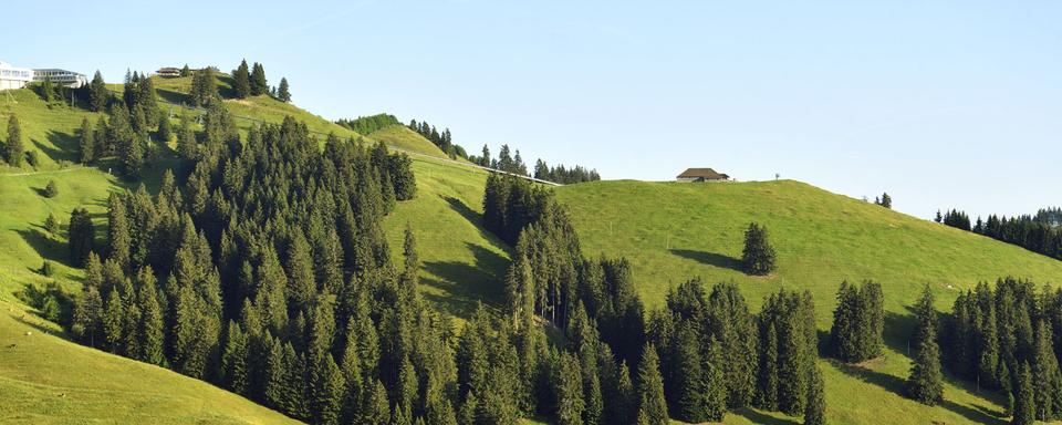 Vue de la forêt du Canton de Fribourg en Suisse. [AFP - Mattes René]