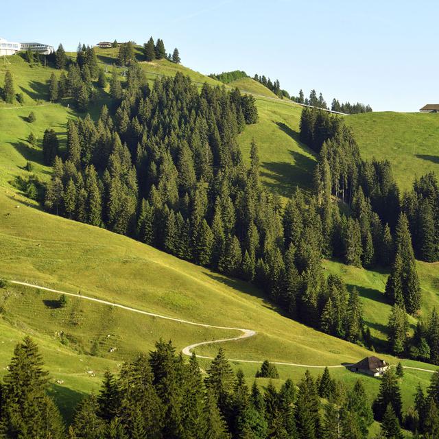 Vue de la forêt du Canton de Fribourg en Suisse. [AFP - Mattes René]