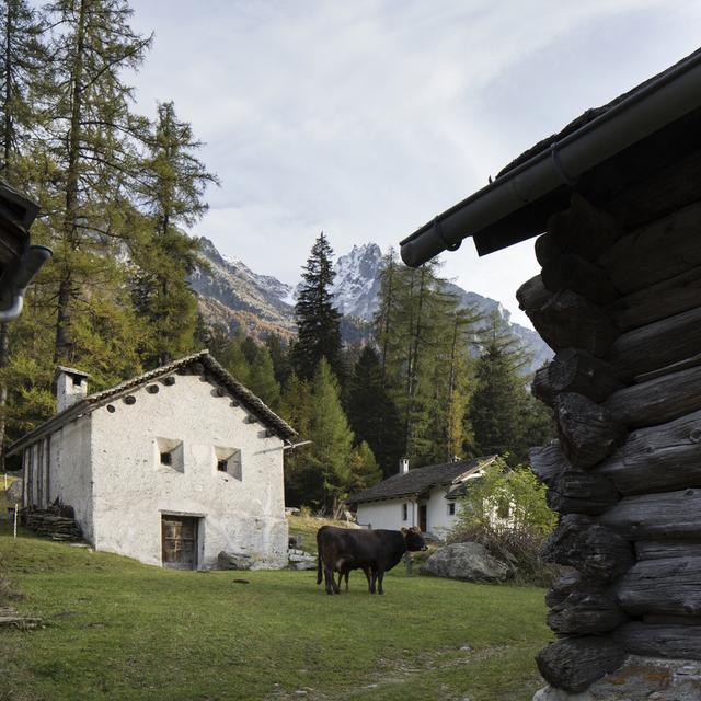 L’agritourisme est un domaine dans lequel les Grisons sont précurseurs. [Keystone - Gaëtan Bally]