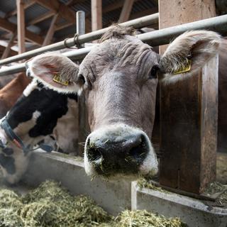Certains lots de nourriture pour animaux ont été contaminés dans plusieurs pays. [Keystone - i-Press/Gabriele Putzu]