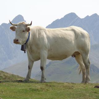 Vache blonde des Pyrénées [fotolia - alfred57]