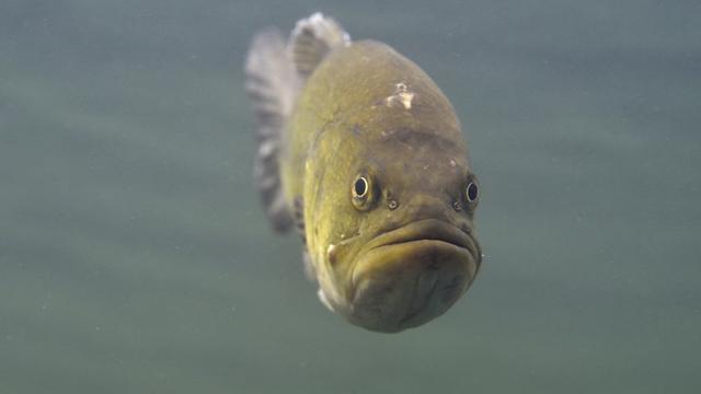 Le black bass provient d'Amérique du Nord, mais des pêcheurs l'ont aperçu dans le Léman (image d'illustration). [Biosphoto - Yannick Gouguenheim]