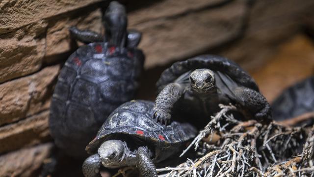 Trois des neuf tortues géantes des Galapagos qui viennent de naître au zoo de Zurich. [KEYSTONE - PATRICK HUERLIMANN]