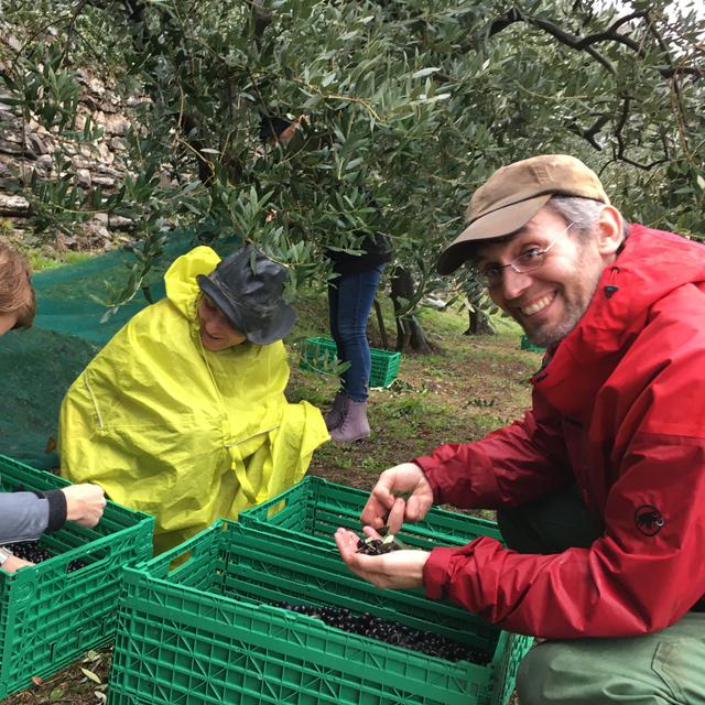 Massimo Pedrazzini et deux bénévoles font la cuillette des olives à Gandria (TI). [RTS - Nicole della Pietra]