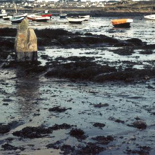 Le 16 mars 1978, lʹAmoco Cadiz perdait 223 000 tonnes de pétrole brut près des côtes bretonnes. Ici le marais maritime de Toenot. [[DR] - P. Audoyer]