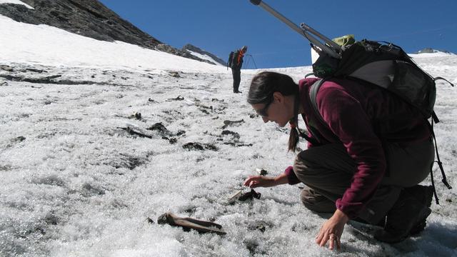 Un prélèvement d'ossements de mulets sur le glacier du Théodule à Zermatt. [Musée d'histoire du Valais - Sophie Providoli]