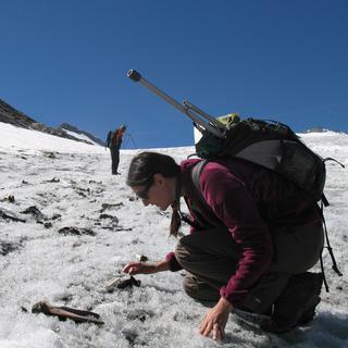 Un prélèvement d'ossements de mulets sur le glacier du Théodule à Zermatt. [Musée d'histoire du Valais - Sophie Providoli]
