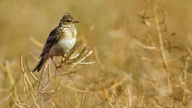 Depuis 2003, plus de la moitié des alouettes ont disparu sur une parcelle vaudoise. [Biosohoto/AFP - Pierre Vernay]