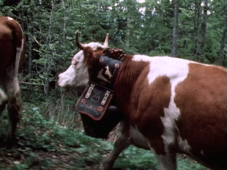 Montée à l'alpage dans le Jura vaudois, 1981. [RTS]