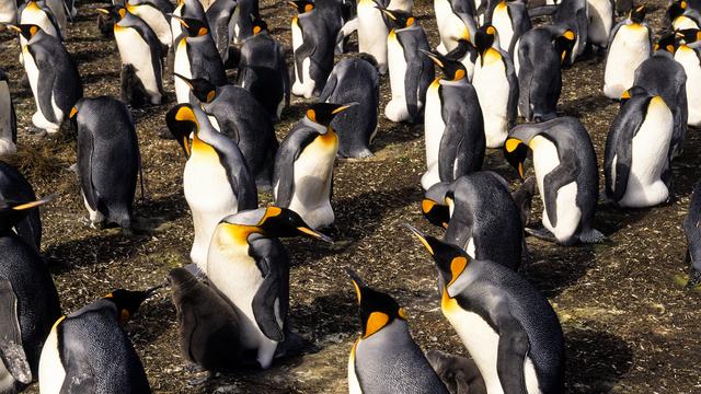 Une colonie de manchots royaux.
JAG IMAGES
Fotolia [JAG IMAGES]