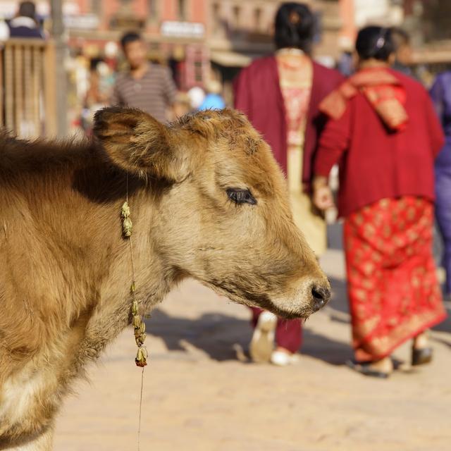 Une vache sacrée dans le village indien de Bhaktapur. [picture alliance/DPA/AFP - Jürgen Schwenkenbecher]