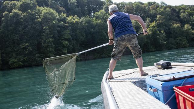 Un pêcheur récupère les poissons morts dans le Rhin près de Neuhausen. [Keystone - Melanie Duchene]