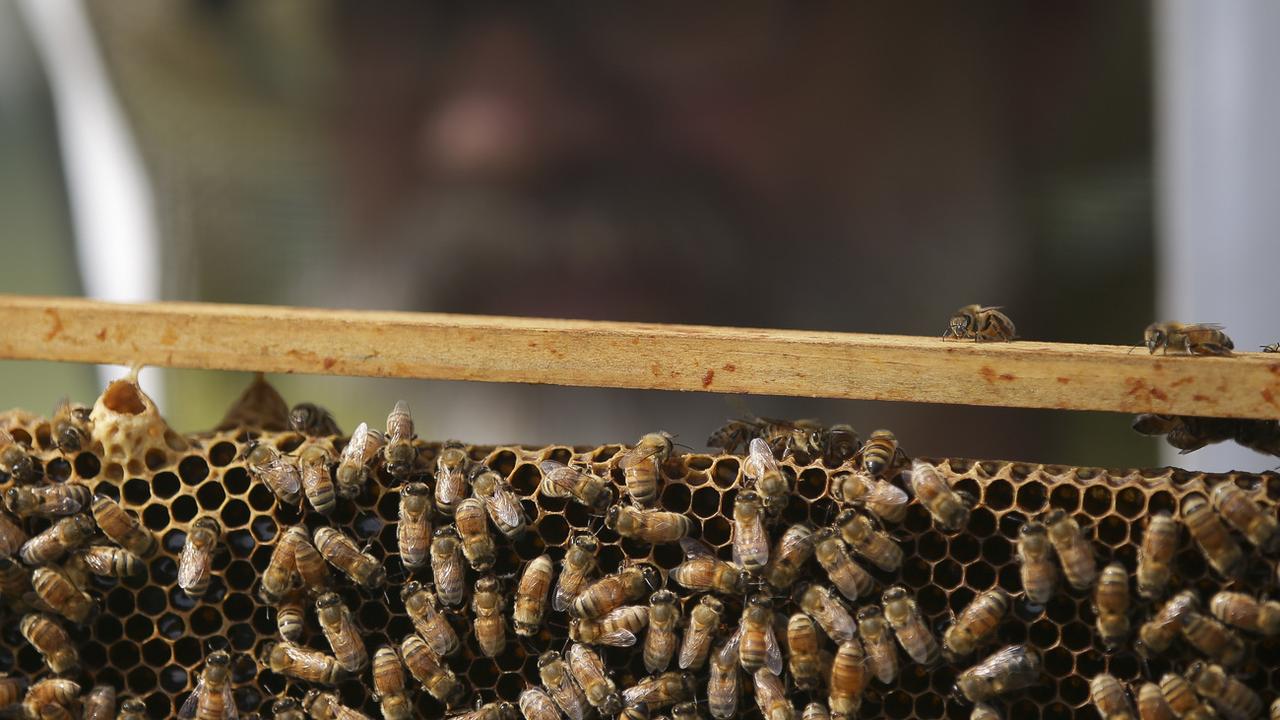 Les pesticides, notamment les néonicotinoïdes, attaquent le système nerveux des abeilles. [AP/Keystone - John Minchillo]