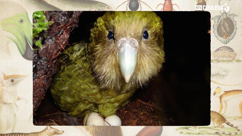 Le kakapo.