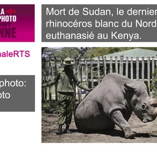 Mort de Sudan, le dernier mâle rhinocéros blanc du Nord. [AP photo]