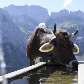 Les partisans de l'initiative pour des vaches à cornes ont présenté leurs arguments. [Keystone - Gian Ehrenzeller]