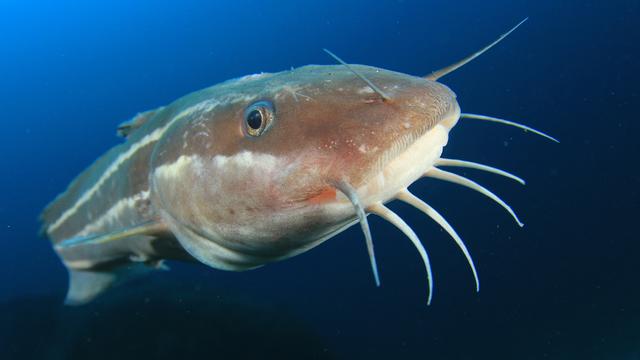 Le poisson-chat rayé est Originaire de l’Océan Indien, mais a été repéré en 2002 en Méditerranée.
Richard Carey
Fotolia [Richard Carey]