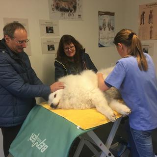 La clinique fribourgeoise est la seule en Europe à proposer de la rééducation pour animaux. [RTS - Fabrice Gaudiano]